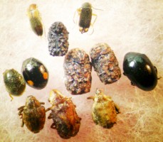 岩戸山で採集した甲虫1