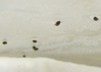 容器の壁面やペーパーの上部に移動した幼虫