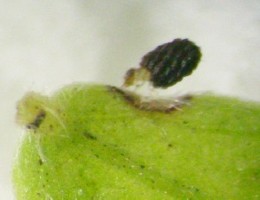 メドハギの枯れかけた葉を囓るハギチビクロツツハムシの幼虫