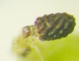 ハギチビクロツツハムシの幼虫