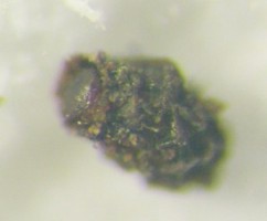 ルリナガツツハムシの幼虫