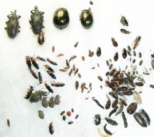 冬の瀬の本で採れた甲虫