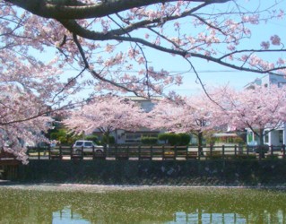 近所の童女木池の桜