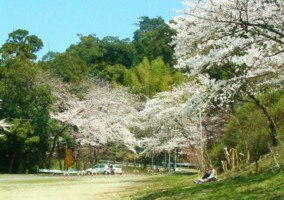 高良山の桜