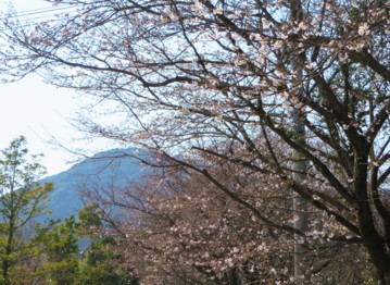 溜め池横の桜並木