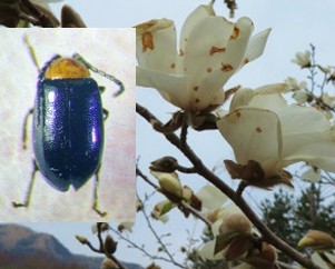 コブシの花弁についた茶色い食痕とムネアカオオノミハムシ