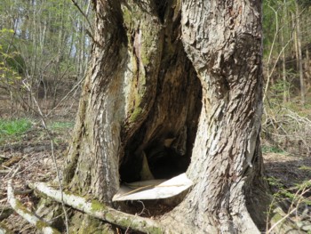 樹洞