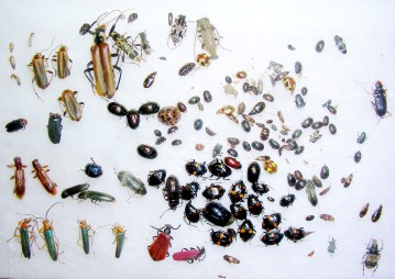 杉山谷で採集した甲虫
