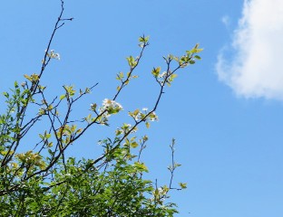 サクラ似の白い花