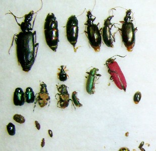 九千部山中腹のクヌギ林で採れた甲虫