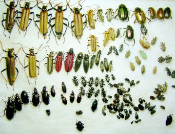 瀬の本高原のカシワにいた甲虫
