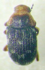 Deropygus属の一種