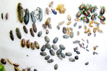 神浦の海岸で採れた甲虫