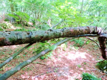 カギバラヒゲナガゾウムシの1種が複数落ちてきた枯れ枝