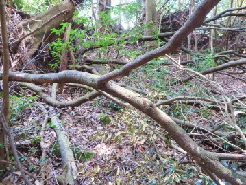 タラダケカギバラヒゲナガゾウムシが落ちてきた枯れ木