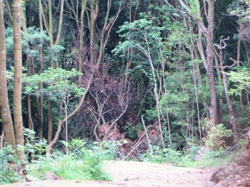 林道脇の伐採木