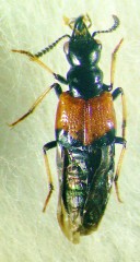 ハネビロニセオオキバハネカク腿節黒化型