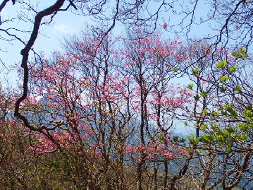 岩黒山のアケボノツツジの花