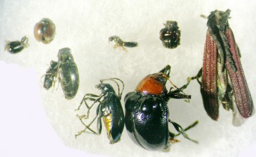 イエローパンFITの甲虫の成果
