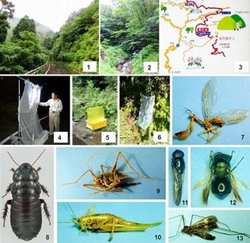 カラ迫岳採集例会で確認された昆虫類図版