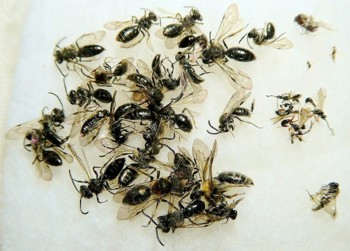 回収したハチ類