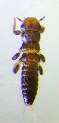 微小なカワゲラの幼虫ぽい虫