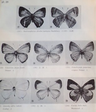 マレー半島産蝶類研究の手引き・口絵写真