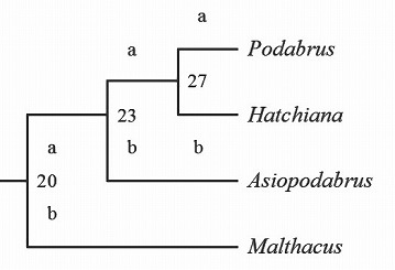 旧Podabrus属内の分岐図