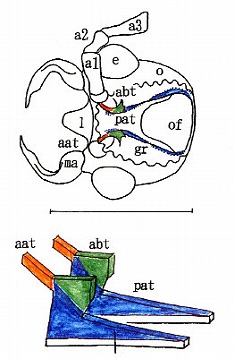 クシヒゲジョウカイ亜科の膜状骨