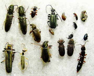 スキー場跡で採集した甲虫
