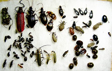午前中に採集した甲虫