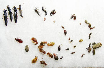 落ち葉から抽出した甲虫