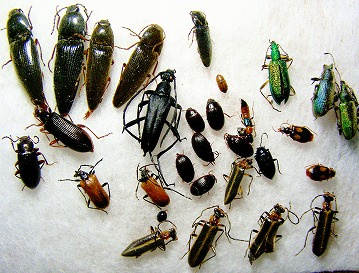 スキー場跡で採れた甲虫