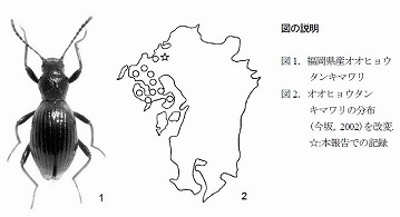 オオヒョウタンキマワリの分布範囲