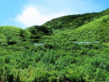 中甑島の草原