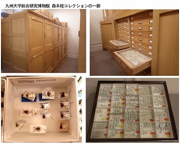 九州大学総合博物館所蔵の森本コレクション