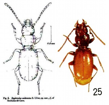 ツツガタメクラチビゴミムシ Stygiotrechus unidentatus S. Ueno, 1969、左: 原記載付図、右: 原色日本甲虫図鑑II第16図版より改変引用