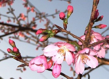 自宅の庭の早咲きの桜