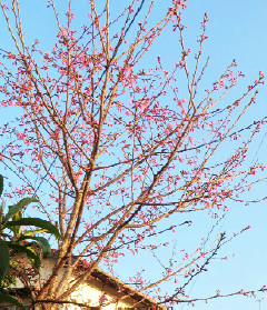 自宅の庭の早咲きの桜