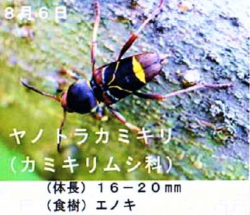 ヤノトラカミキリ(No.182 2015年9月号)