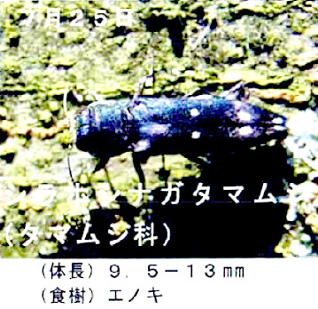 シラホシナガタマムシ(No.182 2015年9月号)
