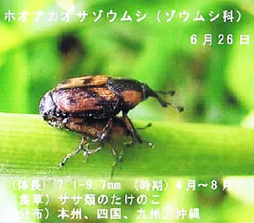 ホオアカオサゾウムシ(No.145 2012年8月号)