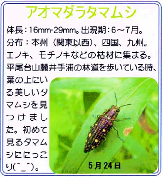 アオマダラタマムシ(No.84 2007年7月号)