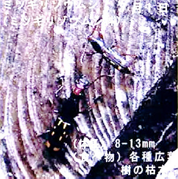ミツギリゾウムシ(準絶滅危惧 No.169 2014年8月号