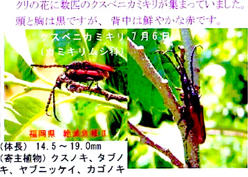 クスベニカミキリ(準絶滅危惧 No.133 2011年8月号）