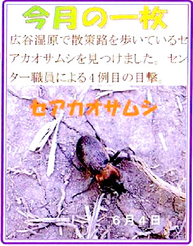 セアカオサムシ(準絶滅危惧 No.204 2017年7月号