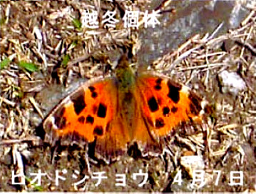 ヒオドシチョウ(準絶滅危惧 No.70 2006年5月号）
